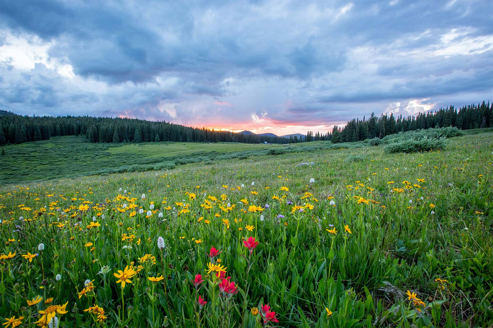 joel-holland-TRhGEGdw-YY-unsplash Foto von <a href="https://unsplash.com/de/@joelholland?utm_content=creditCopyText&utm_medium=referral&utm_source=unsplash">Joel Holland</a> auf <a href="https://unsplash.com/de/fotos/luftaufnahmen-von-blumen-bei-tag-TRhGEGdw-YY?utm_content=creditCopyText&utm_medium=referral&utm_source=unsplash">Unsplash</a><br />
