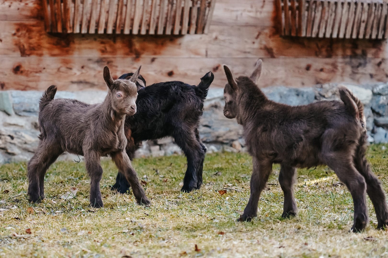 Valdostana Ziegen Nachwuchs auf dem Naturhof in der freien Natur in Großarl