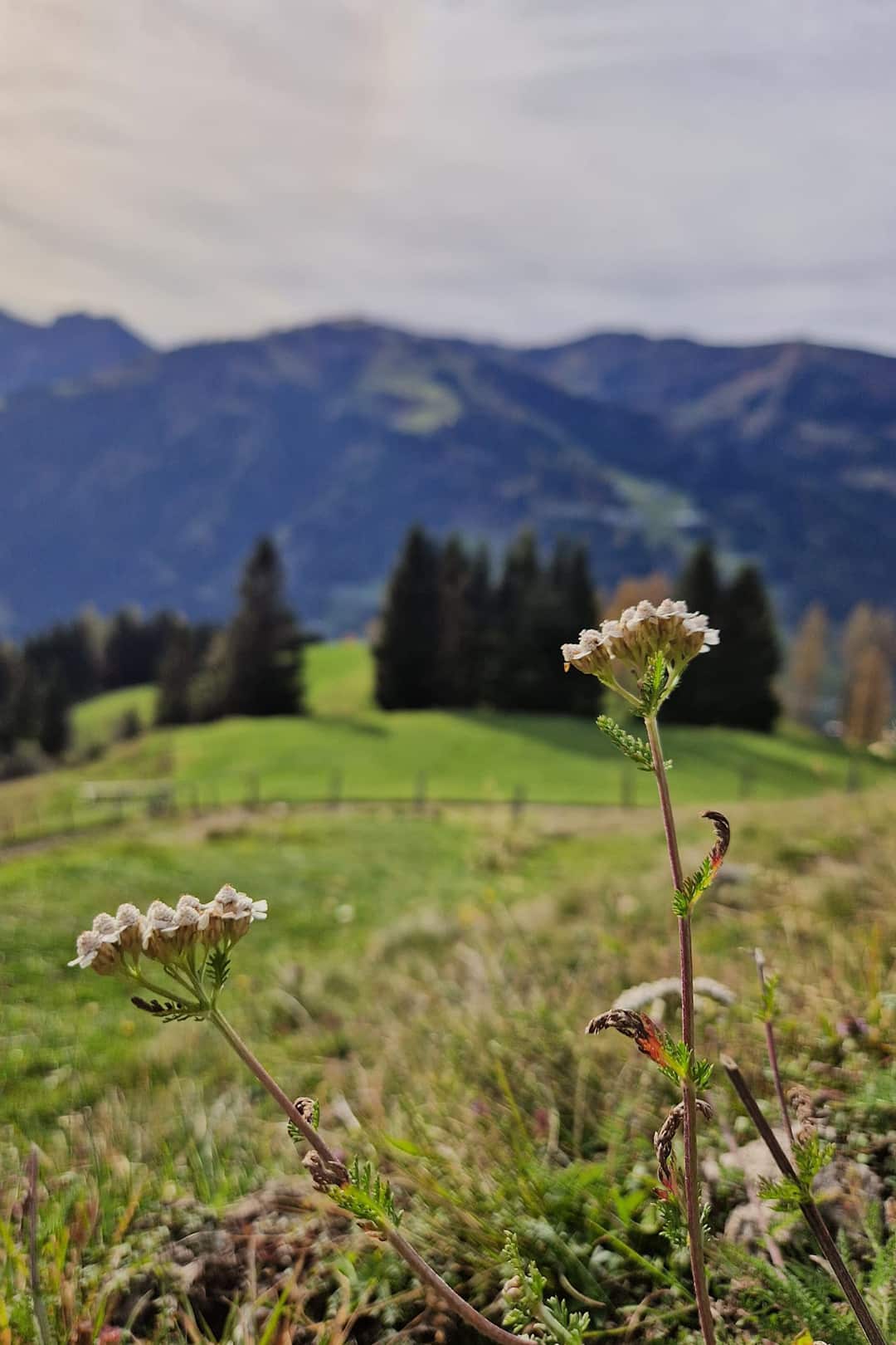 Naturerlebnis im Großarl – Wandern und Entspannen in den Alpen